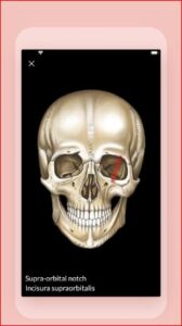 Easy anatomy. Medical atlas APK for Android Download
