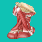 Easy anatomy. Medical atlas APK