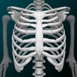 Osseous System in 3D (Anatomy) APK