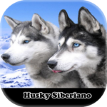 Siberian Husky figurines MOD APK for Android Download